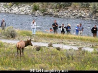 image of bighorn