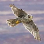 image of gyrfalcon