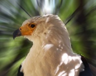 image of animal