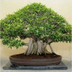 image of tree