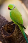 image of parakeet