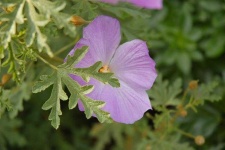 image of pelargonium #24