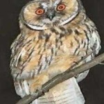 image of bird