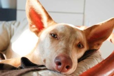 image of ibizan_hound