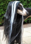 image of saluki