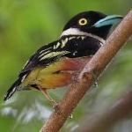 image of bird
