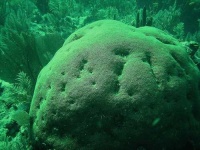 image of brain_coral #13