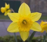 image of flower