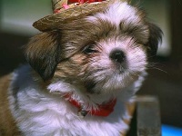 image of shih_tzu