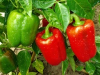 image of fruit_and_vegetable