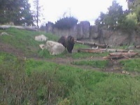 image of brown_bear