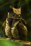 image of nightjar