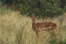 image of impala