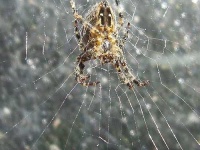 image of garden_spider