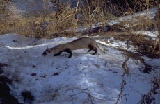 image of badger