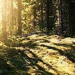 image of forest