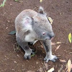 image of koala