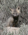 image of kit_fox