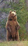 image of animal