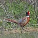 image of bird