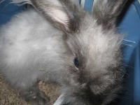 image of angora