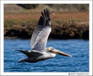 image of pelican