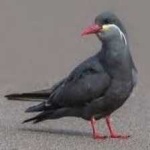 image of inca_tern