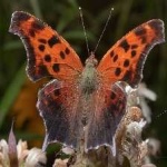 image of animal