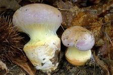 image of mushrooms