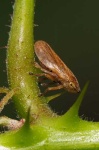 image of leafhopper