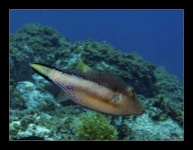 image of puffer