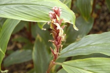 image of flower