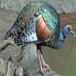 image of bird
