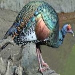 image of ocellated_turkey #16