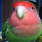 image of bird