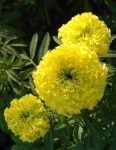 image of flower