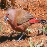 image of african_firefinch #27