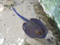 image of stingray