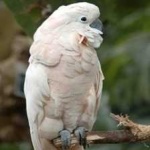 image of bird