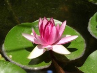 image of flower