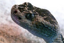 image of snake #9