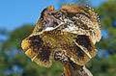 image of frilled_lizard