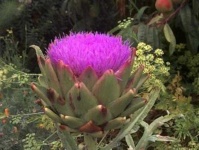image of flower