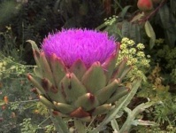 image of artichoke_flower #64