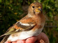 image of brambling