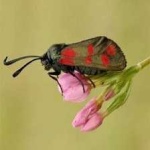 image of animal