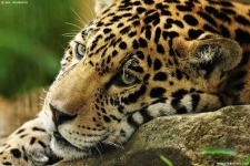 image of jaguar_car