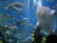 image of stingray