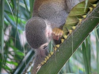 image of squirrel_monkey