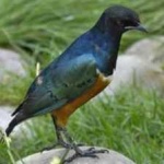 image of bird